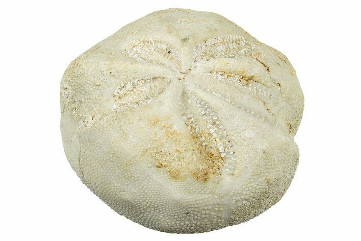 Eocene Sea Urchin (Schizaster) Fossil - Italy #300625